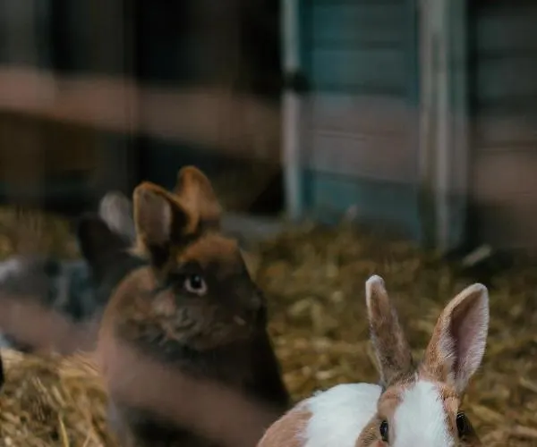 Kampeerbeleving Dijksehoeve * Nistelrode