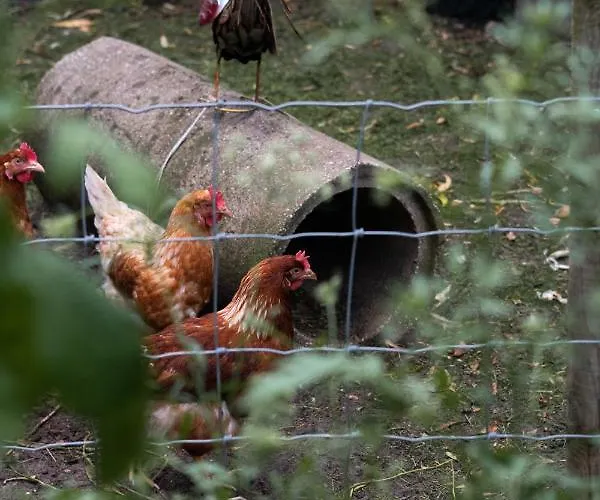 Kampeerbeleving Dijksehoeve Campingplatz Nistelrode