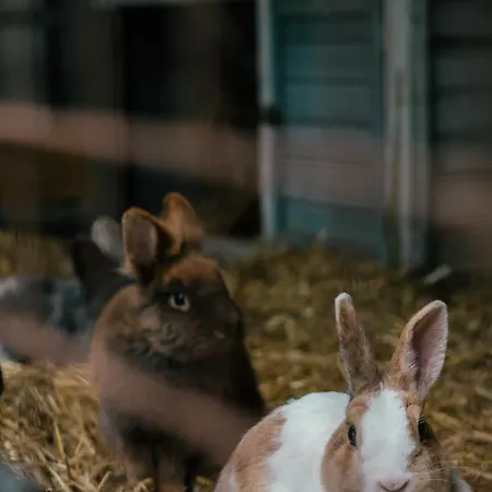 Kampeerbeleving Dijksehoeve * Nistelrode