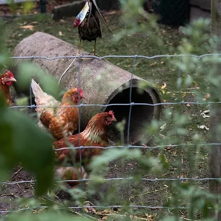 Kampeerbeleving Dijksehoeve 营地 Nistelrode